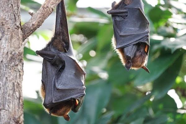 NeoCov virus in bats