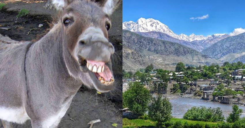 Chitral Donkeys