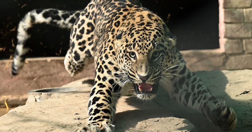 Islamabad leopard which was captured in DHA is now at a local zoo