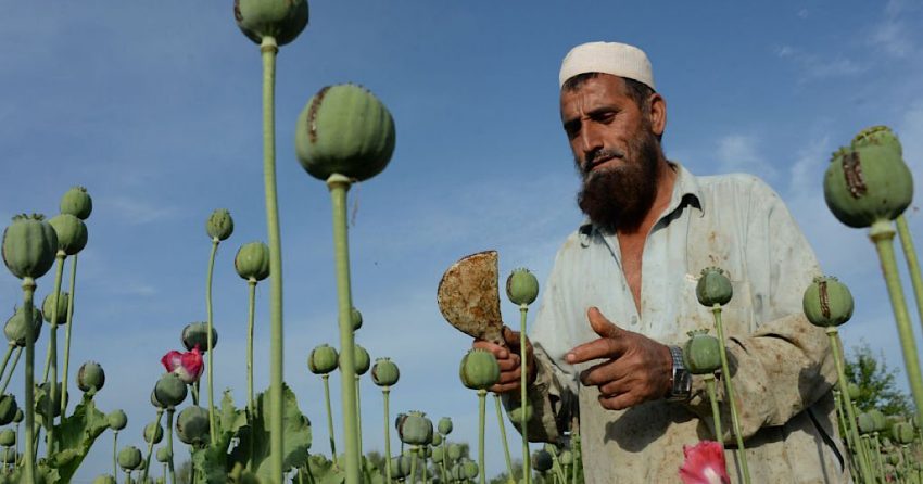 A farmer working in his opium farm